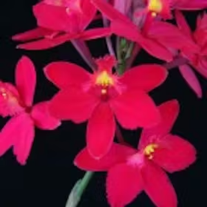Epidendrum radicans