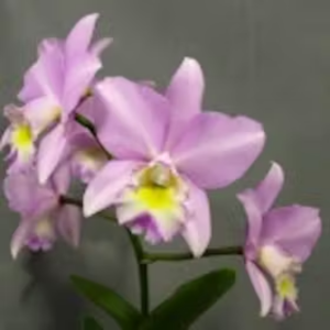 Laelia Finckeniana