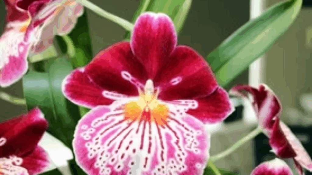 New Zealand tree fern for orchids