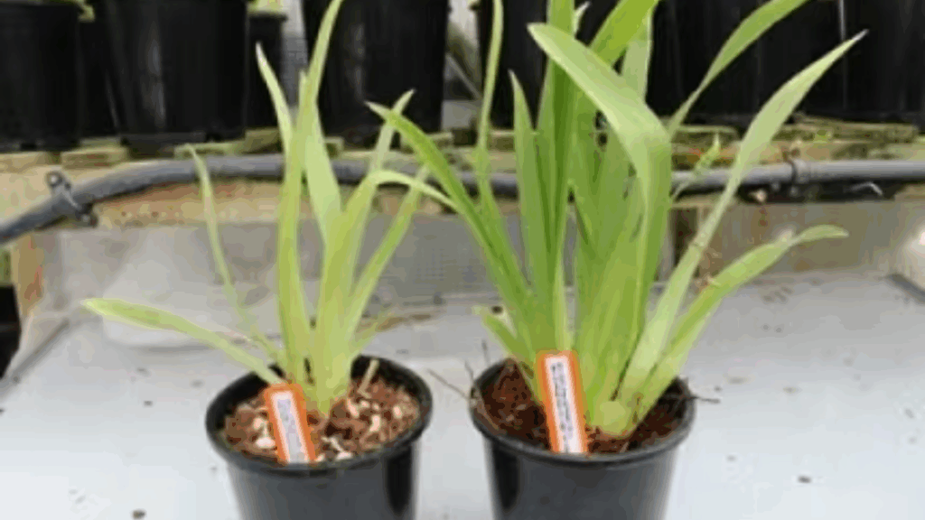 Miltoniopsis Rene Komoda