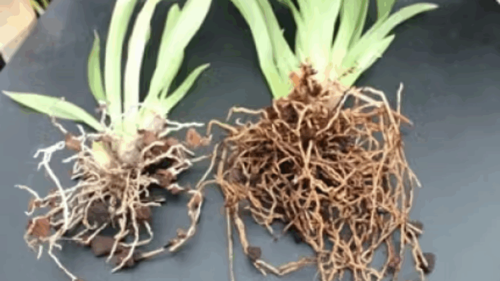 Miltoniopsis Rene Komoda - Roots