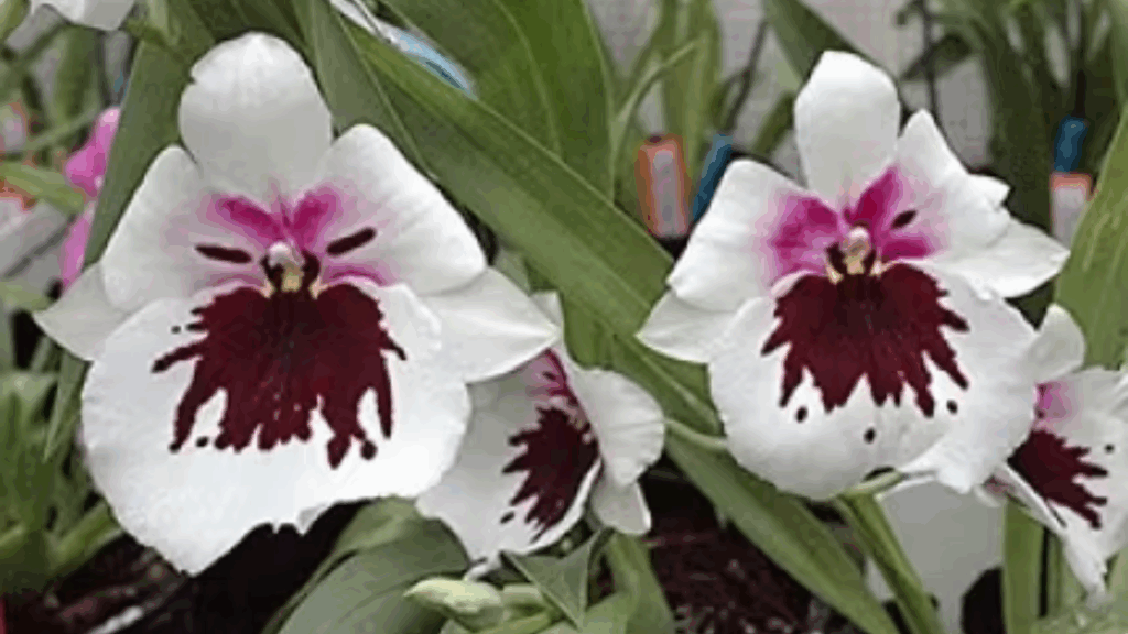 Miltoniopsis Robert Jackson