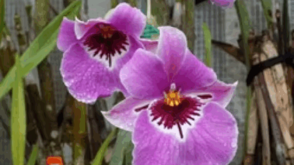 Miltoniopsis Taranaki Pride