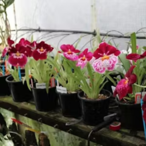 Miltoniopsis growing trial