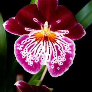 Miltoniopsis orchid