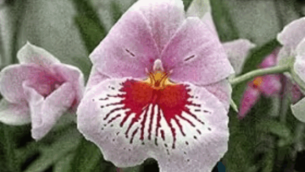 Mps Benito ‘Eternity’