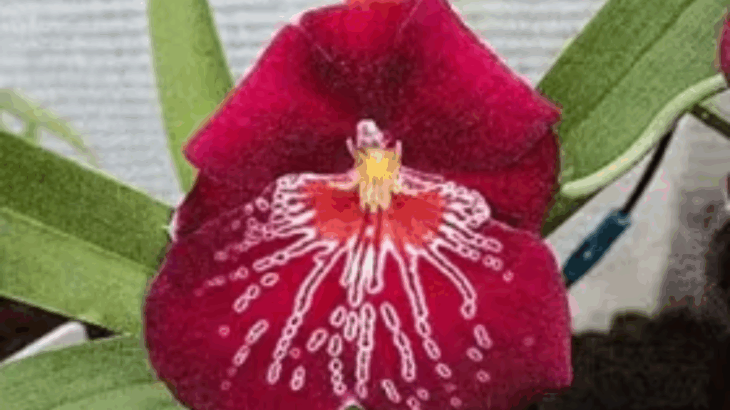 Mps Drake Will ‘Ruby Falls’