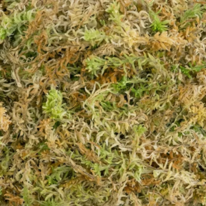 New Zealand sphagnum moss uses