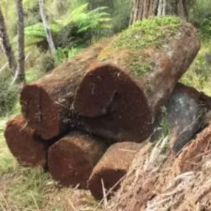 New Zealand tree fern supplier USA