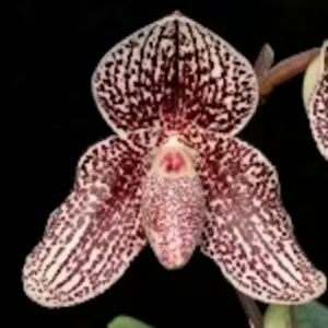 Orchiata orchid bark