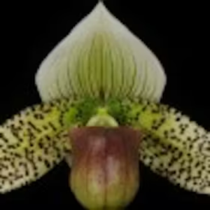 Paphiopedilum sukhakulii orchid