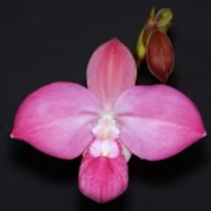 Phragmipedium orchid hybrid