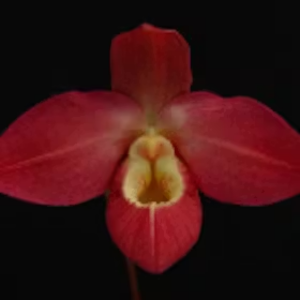Phragmipedium orchid