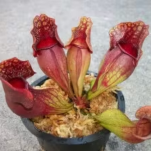 sphagnum moss for carnivorous plants