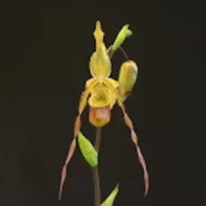 best orchid bark for repotting