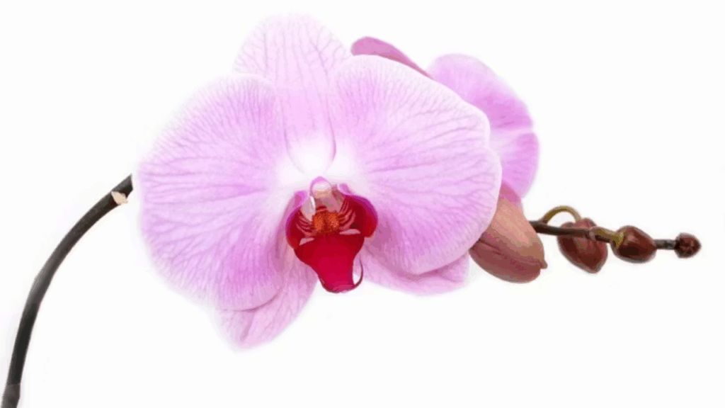best orchid care resources