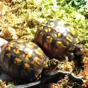 best substrate for box turtles