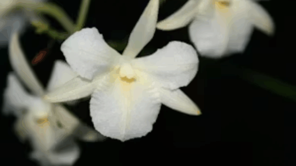 how to care for a new orchid