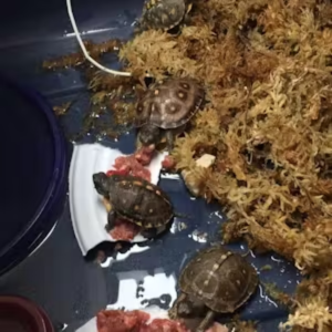  local wild turtles