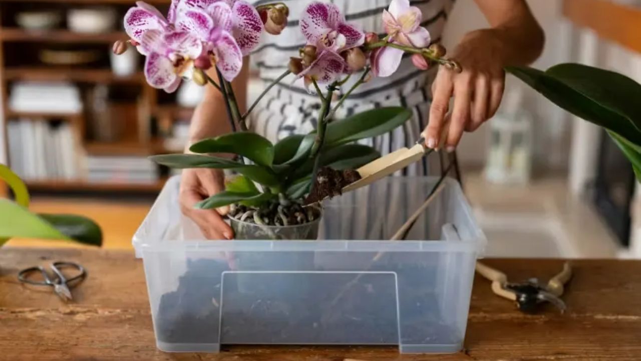 Why is pH important when growing orchids?