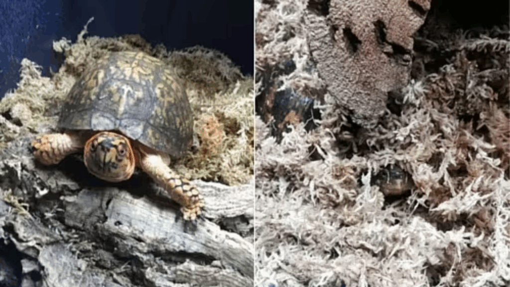 sphagnum moss for turtles