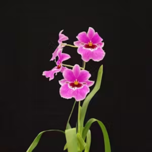 tree fern substrate for orchids