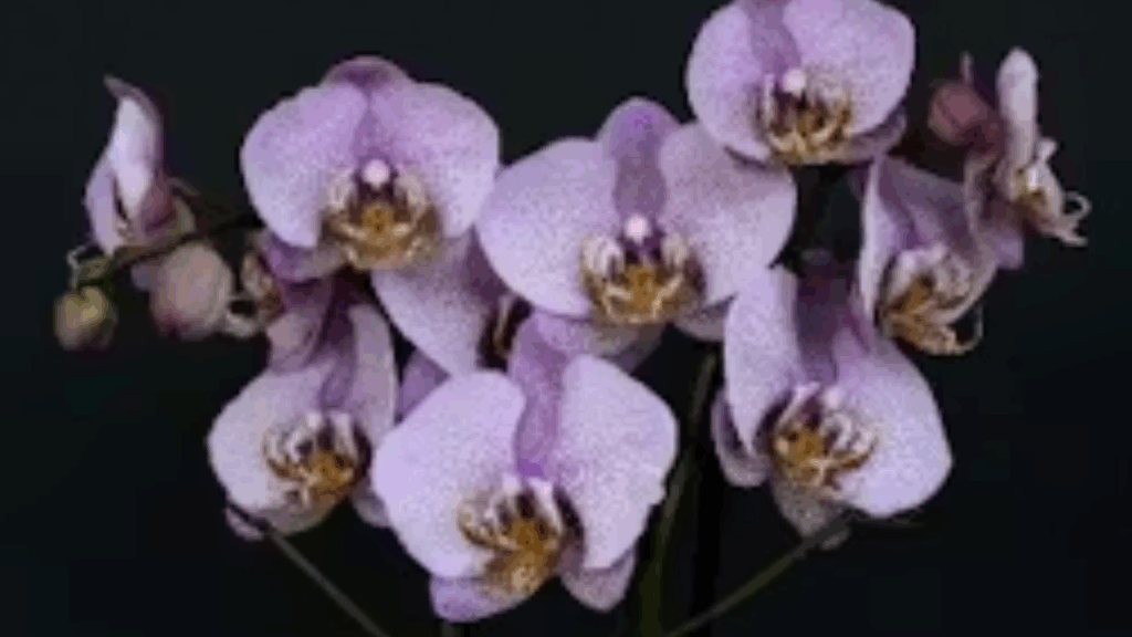 winter orchid