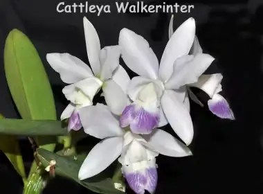 Cattleya