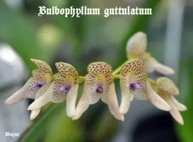 Bulbophyllum