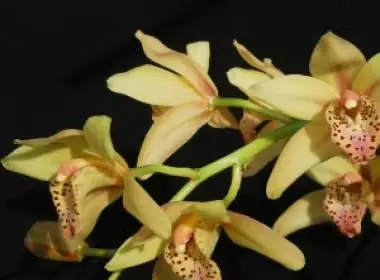Cymbidium