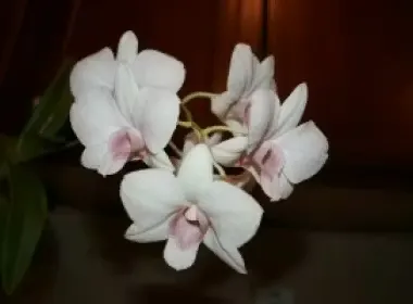 Dendrobium