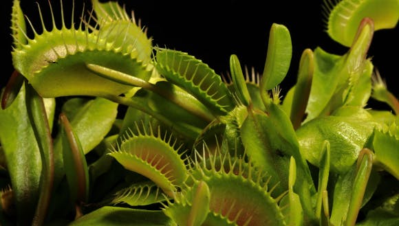 Carnivorous Plants