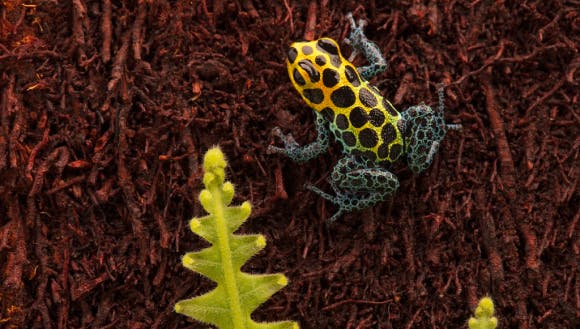 Reptile/Amphibian Bedding