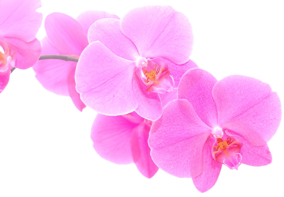 Orchid Flowers