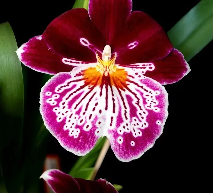 Miltoniopsis orchid flower