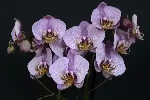 Purple orchids