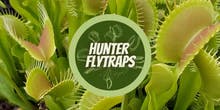 Hunter Fly Traps