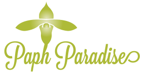 Paph Paradise