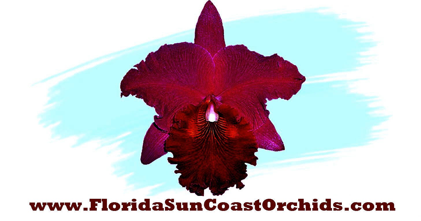 Florida Suncoast Orchids