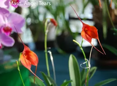 Masdevallia