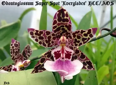 Odontoglossum