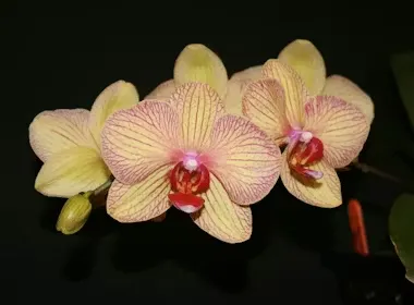 Phalaenopsis
