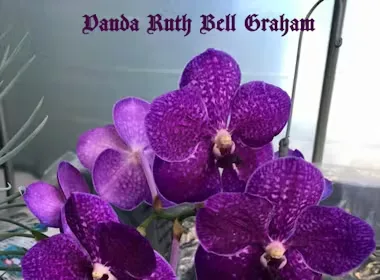 Vanda