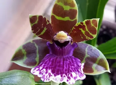 Zygopetalum