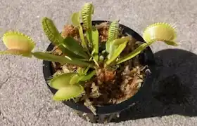 Carnivorous plant specimen