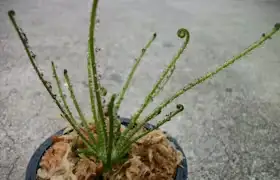 Carnivorous plant in pot