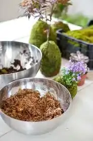 Spagmoss sphagnum moss close-up