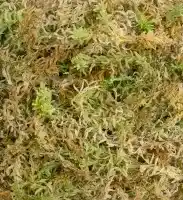 Kokedama being prepared with substrate and moss