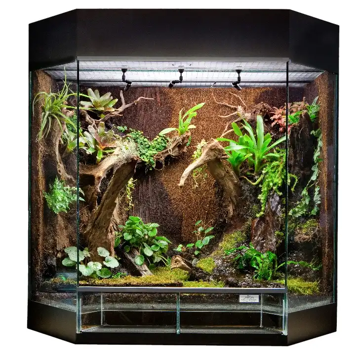 Lush tropical vivarium with ferns and moss