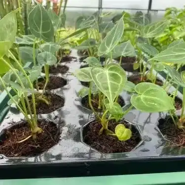 Aroid seedlings growing in tree fern substrate